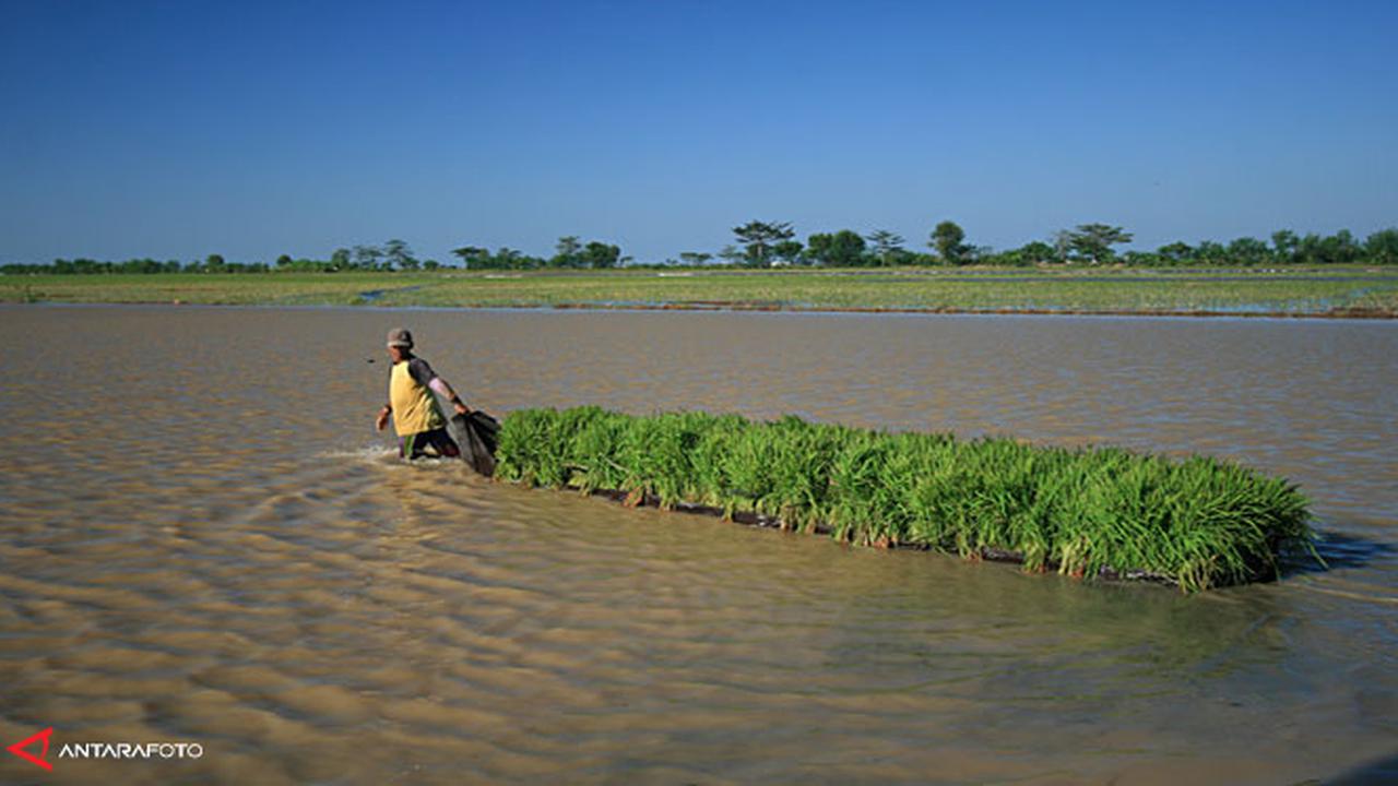 sawah130731c.jpg