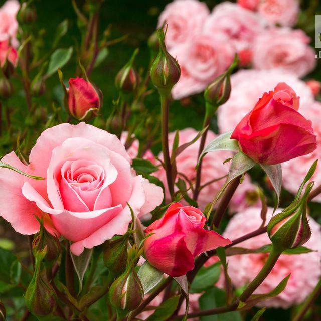 Menakjubkan 14 Bunga  Mawar  Merah  Dominan  Terhadap Bunga  