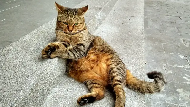 Ilustrasi kucing tidur di tangga.