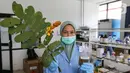 Peneliti menunjukkan daun ketepeng dan ektrak daun ketepeng di Pusat Penelitian Kimia LIPI Puspitek, Serpong, Tangerang Selatan, Jumat (8/5/2020). Penemuan daun ketepeng dan benalu secara komputasi aktif menghambat virus Covid-19. (Liputan6.com/Fery Pradolo)