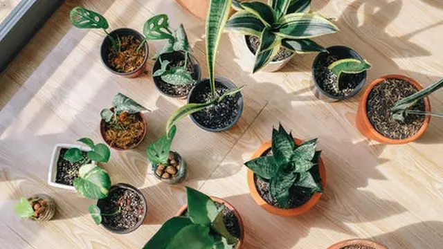 Sumber sayuran dan rempah