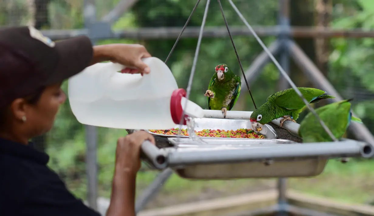Ahli biologi Iris Rodriguez memberi makan burung beo Puerto Rico di pusat penangkaran di Iguaca Aviary, El Yunque, Puerto Rico, (6/11). Departemen Sumber Daya Alam Puerto Rico berupaya menyelamatkan populasi beo Puerto Rico. (AP Photo/Carlos Giusti)