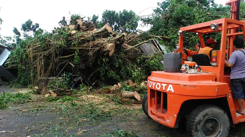 Puluhan Pohon Tumbang di Sleman Luluh Lantakan Sejumlah Rumah