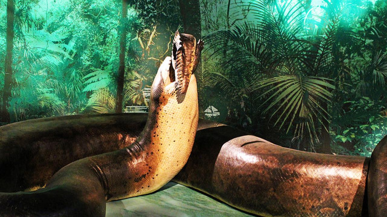 titanoboa