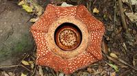 Bunga raksasa Rafflesia Arnoldii mekar sempurna dengan kelopak berjumlah tujuh di habitat Rafflesia Padang Guci, Kaur, Bengkulu, Rabu (17/1). Rafflesia Arnoldii berkelopak tujuh mekar sempurna (biasa hanya lima lembar) dengan lebar 85 cm. (DIVA MARHA/AFP)
