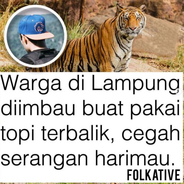 Warga Lampung Diimbau Pakai Topi Terbalik untuk Antisipasi Serangan Harimau yang Sudah Tewaaskan 2 Orang
