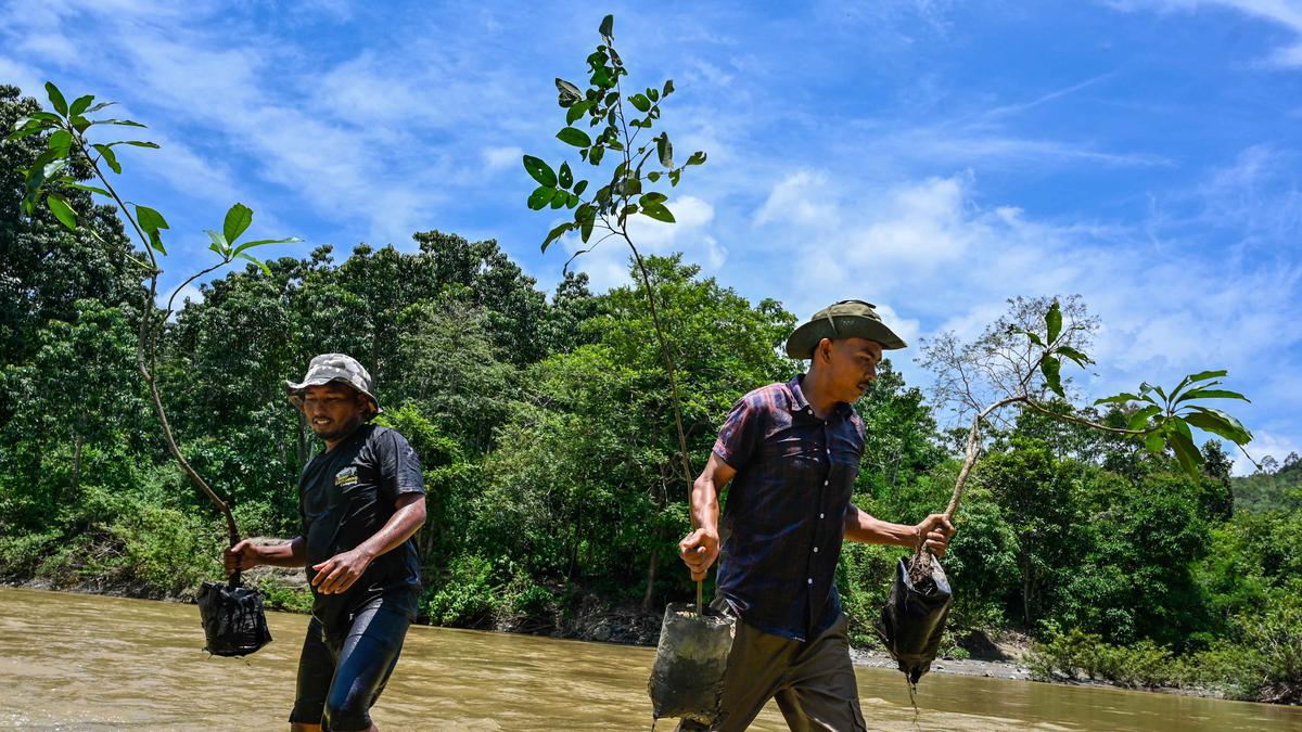 Bagaimana Cara Melestarikan Tumbuhan untuk Menjaga Keseimbangan Ekosistem dan Keanekaragaman Hayati