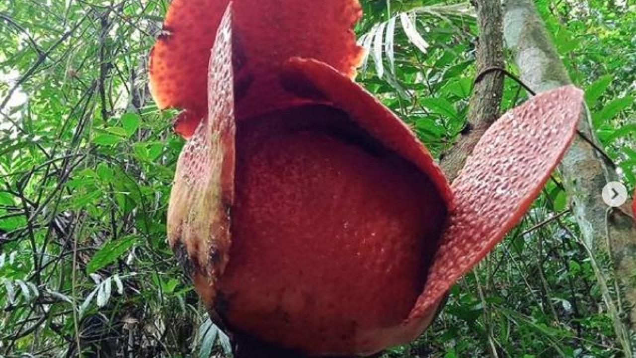 Bunga Rafflesia Arnoldii