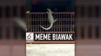 Peristiwa seekor biawak raksasa memanjat rumah warga di Malaysia viral di media sosial. Tak butuh waktu lama, warganet langsung menjadikan peristiwa tersebut menjadi meme lucu.