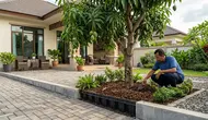 9 Cara Menanam Pohon Buah Dekat Teras agar Akar Tidak Mudah Mengganggu Paving Rumah
