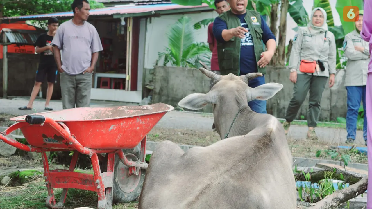 Sapi terjangkit PMK di Donggala