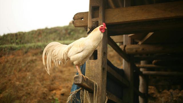 Ilustrasi ayam jago putih