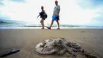 Ubur-ubur Rhizostoma mati terdampar saat suhu Laut Mediterania mencapai rekor di tepi pantai Pinedo di Valencia, pada 30 Juli 2023. (AFP/Jose Jordan)