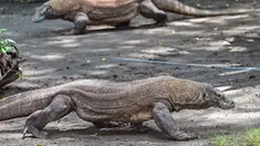 Dua ekor komodo terlihat di dalam kandang di Kebun Binatang Surabaya, Jawa Timur, pada Rabu 29 April 2026. (JUNI KRISWANTO/AFP)