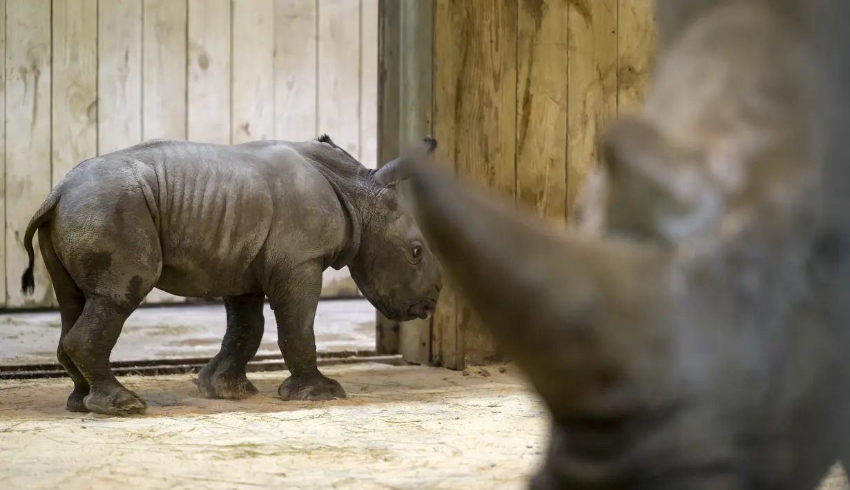 Bayi badak jantan yang lahir pada 18 Februari terlihat di samping induknya Hekaw di kandang mereka di taman zoologi Amneville, di Amneville, Prancis timur. Ini adalah badak putih kelahiran ketiga yang lahir dalam empat bulan terakhir di kebun binatang tersebut. (AFP/Jean-Christophe)