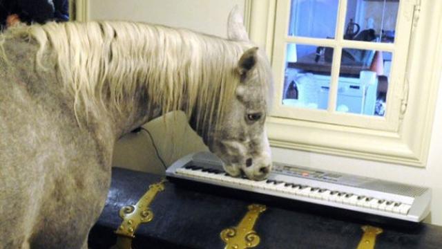 6 Potret Hewan Masuk ke Ruang Tamu Ini Bikin Pemilik Rumah Syok