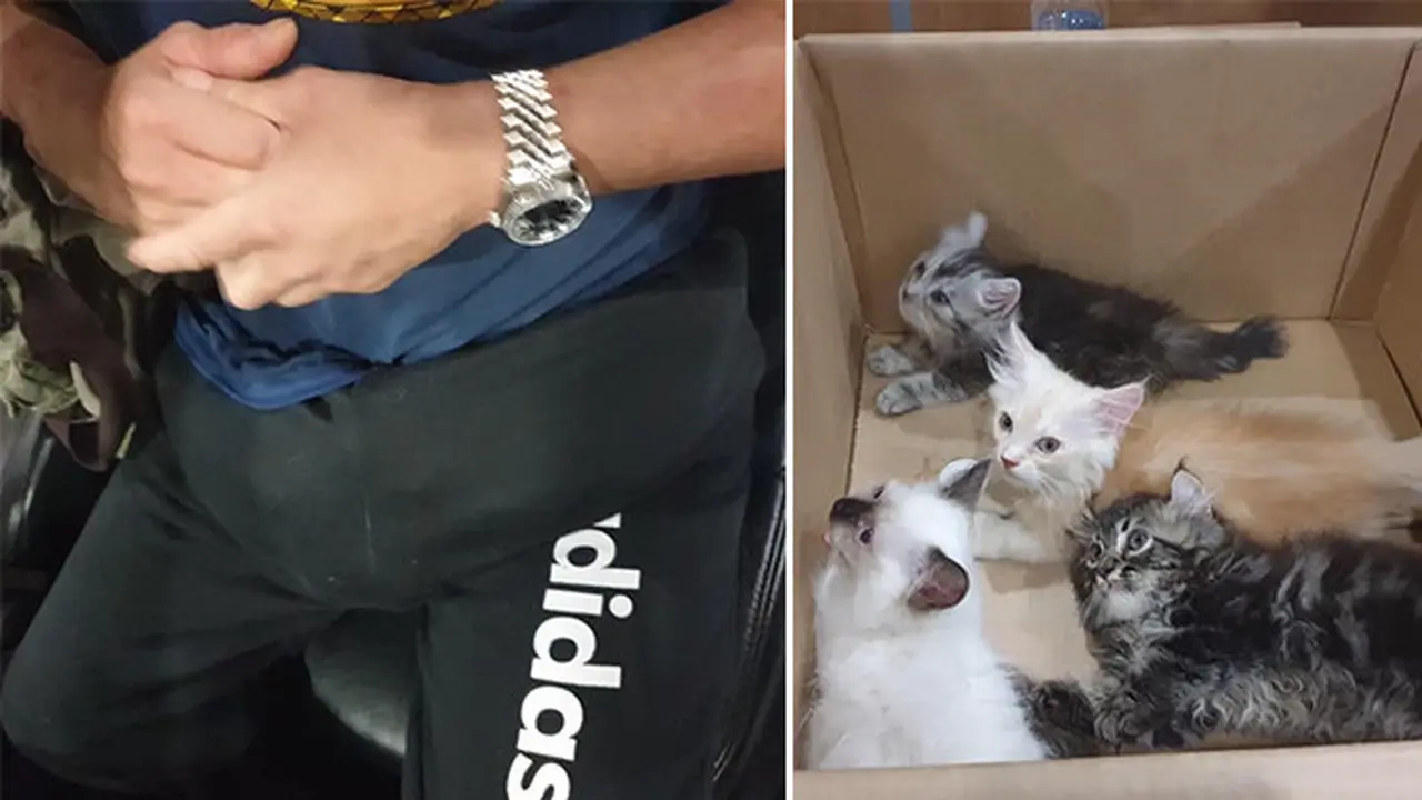 pria selundupkan 4 anak kucing di dalam celana (foto: Facebook ICA Singapore)