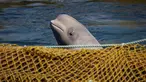 Paus beluga berenang dalam fasilitas penampungan di Primorsky, Rusia, Minggu (7/4). Rusia berencana membebaskan 98 paus yang dikurung dalam fasilitas penampungan tersebut. (Press Service of Administration of Primorsky Krai/Alexander Safronov/Handout via Reuters)
