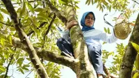 Aksi tomboy Bupati Lebak panjat pohon durian. Foto: (Yandhi Deslatama/Liputan6,com)
