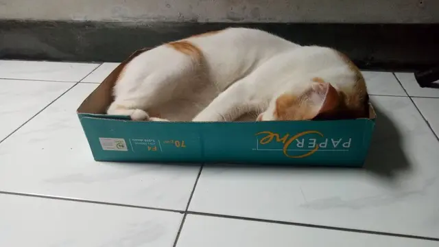 6 Kandang Kucing Ini Nyeleneh Banget, Bikin Tepuk Jidat
