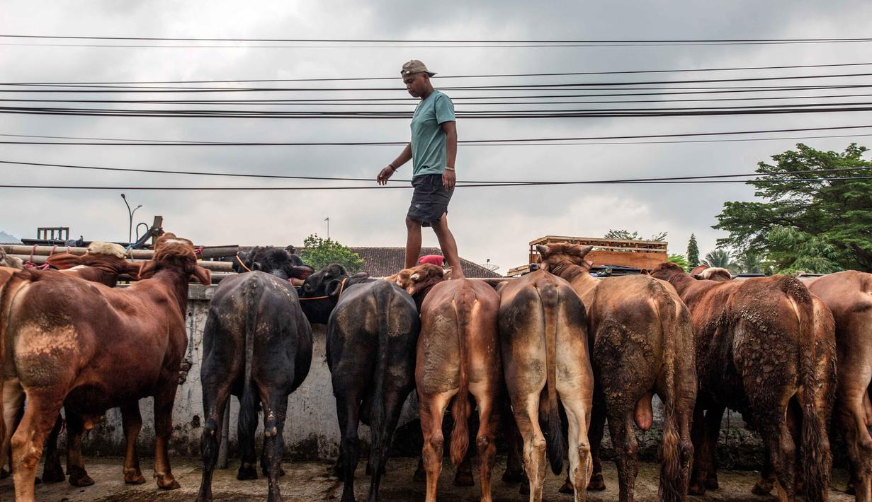 Seorang pedagang mengawasi ternaknya di pasar ternak menjelang hari raya Idul Adha, di Ambarawa, Jawa Tengah pada Sabtu 16 Mei 2026. (DEVI RAHMAN/AFP)