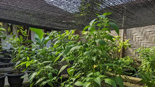Lindungi Cabai dari Paparan Matahari Berlebihan