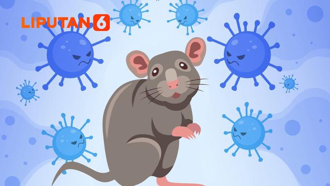 Deretan Hoaks Iringi Penyebaran Hantavirus, Simak Faktanya?