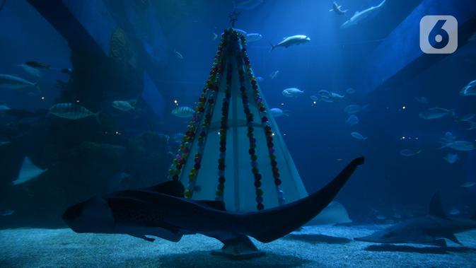 Ikan-ikan melintasi pohon Natal yang terbuat dari bahan daur ulang di Jakarta Aquarium dan Safari, Sabtu (19/12/2020). Jakarta Aquarium dan Safari menghias pohon Natal dari bahan daur ulang mulai 20-27 Desember 2020 untuk memperingati perayaan Natal. (merdeka.com/Imam Buhori)