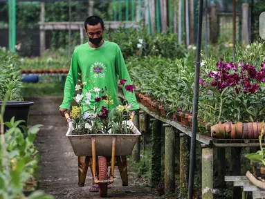 Pekerja membawa pohon Anggrek di tempat pengembangan anggrek Gino Nursery, Kaliurang, Bogor, Selasa (4/1/2021). Anggrek yang sudah berbunga siap dijual online maupun offline dengan kisaran harga dari 30 ribu rupiah hingga mencapai jutaan rupiah tergantung jenisnya. (Liputan6.com/Johan Tallo)