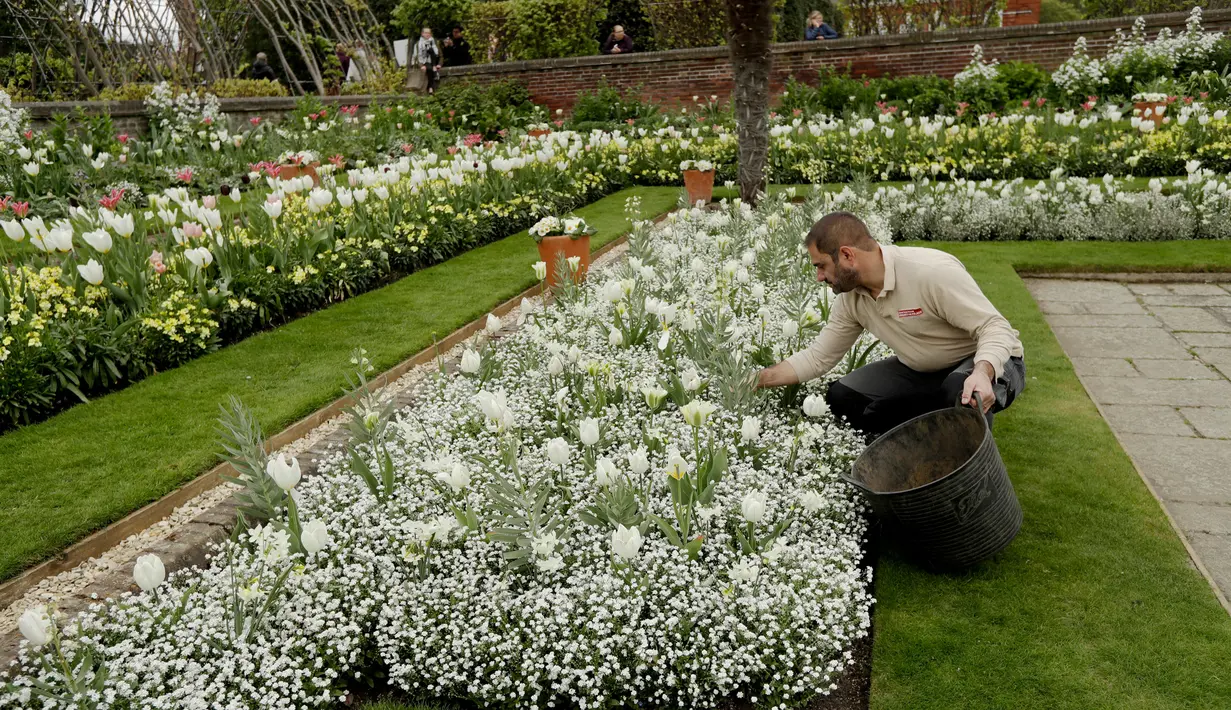 Sebuah tim telah menghabiskan 18 pekan untuk menanam berbagai bunga, seperti mawar putih, tulip, dan bunga-bunga kesukaan Putri Diana lainnya di The White Garden, London, Kamis (13/4). (AP Photo / Matt Dunham)