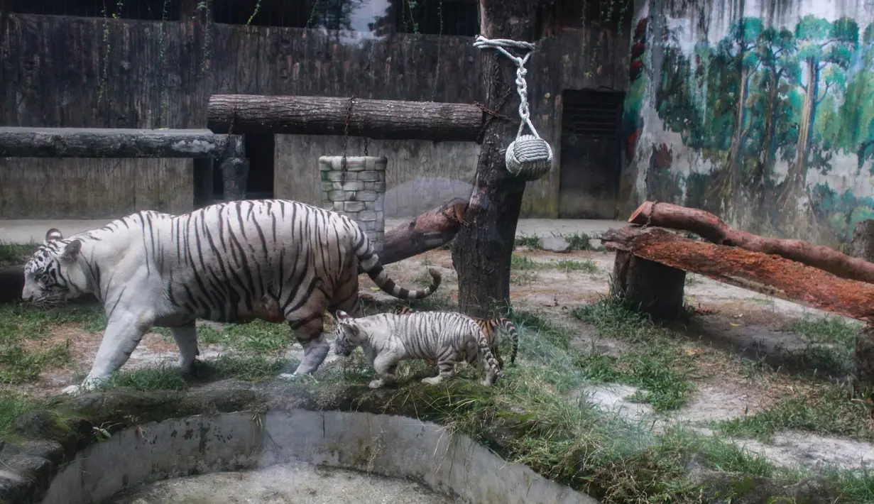 Anak harimau Benggala yang baru lahir (dua bulan setengah) berjalan bersama induknya di kebun binatang Siantar, Siantar, Sumatera Utara pada 18 Januari 2024. (KARTIK BYMA/AFP)