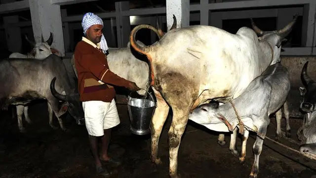 Urine sapi (AFP photo)