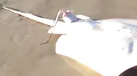 Memancing Ikan Pari yang Sedang Bertelur