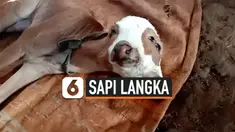 ANAK SAPI LAHIR BERKEPALA DUA DAN BERMATA EMPAT