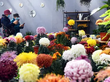 Orang-orang mengabadikan foto bunga krisan di sebuah pameran di Beijing World Flower Wonderland Park di Beijing, ibu kota China, pada 3 November 2020. (Xinhua/Ren Chao)