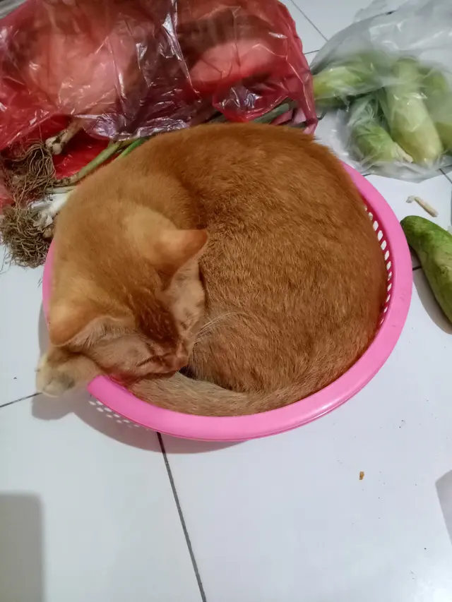 6 Kelakuan Pemilik Kucing ke Peliharaannya Ini Nyeleneh, Ada yang Dimasukkan Keresek