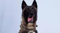 Selain Conan di Pasukan Elite AS, 4 Anjing Ini Juga Pahlawan di Dunia Militer
