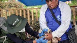 Petugas kesehatan dari Dinas Ketahanan Pangan dan Pertanian memeriksa mulut seekor kambing di pasar ternak menjelang Idul Adha atau hari raya kurban bagi umat Muslim, di Surabaya, Jawa Timur, pada Rabu 20 Mei 2026. (JUNI KRISWANTO/AFP)