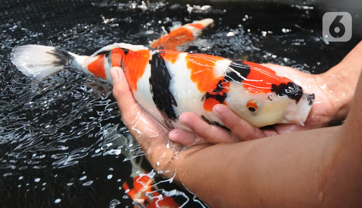 Ikan koi seharga Rp 25 juta di Pusat Koi dan Maskoki Nusantara, Raiser Ikan Hias Cibinong, Bogor, Jawa Barat, Sabtu (9/10/2021). Pusat Koi dan Maskoki Nusantara di Raiser Ikan Hias Cibinong menyedikan ikan mas koki dan koi dengan harga Rp 50 ribu - Rp 25 juta per ekor. (merdeka.com/Arie Basuki)