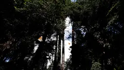 Sekelompok kupu-kupu raja berterbangan di suaka Amanalco de Becerra, Meksiko, 14 Februari 2019. Kupu-kupu raja biasa tiba di negara bagian Meksiko tengah pada minggu pertama bulan November setelah migrasi tahunan dari Kanada dan AS. (AP/Marco Ugarte)