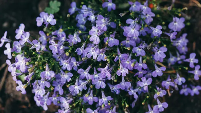 Bunga lobelia