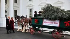 Presiden Donald Trump bersama First Lady AS, Melania Trump menyambut kedatangan pohon Natal resmi Gedung Putih di halaman Utara Gedung Putih, Washington, Senin (19/11). Pohon Natal tersebut diantar dengan kereta kuda. (AP/Manuel Balce Ceneta)