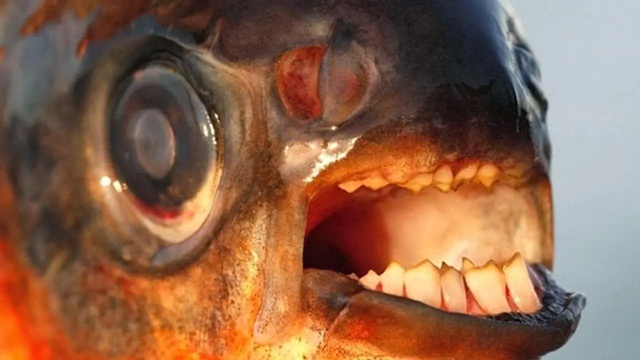 ikan pacu