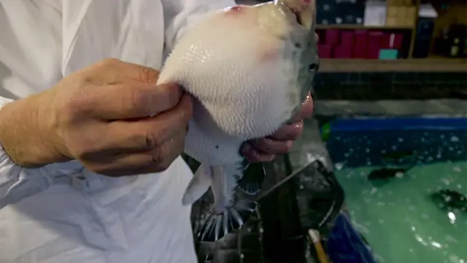 Tewaskan Empat Orang Asal Malang, Ini 10 Fakta Ikan Buntal