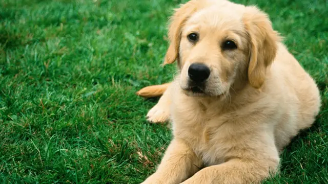 Foto: copyright petparadisetx.com