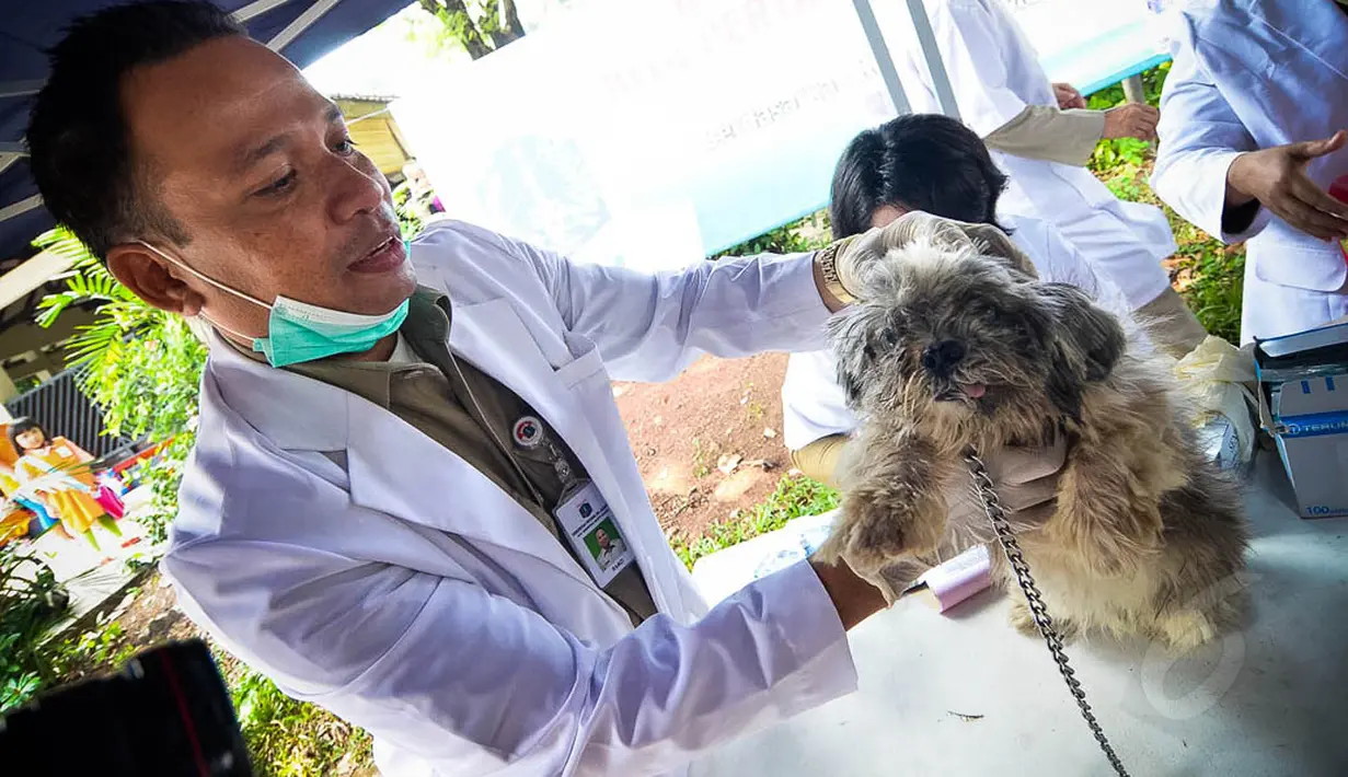 Petugas menyuntikkan vaksinasi rabies pada seekor anjing di Pesanggrahan, Jakarta, Rabu (3/9/14). (Liputan6.com/Faizal Fanani)