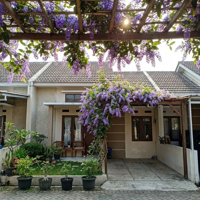 Rumah dengan peneduh Petrea Volubilis (Gemini AI)