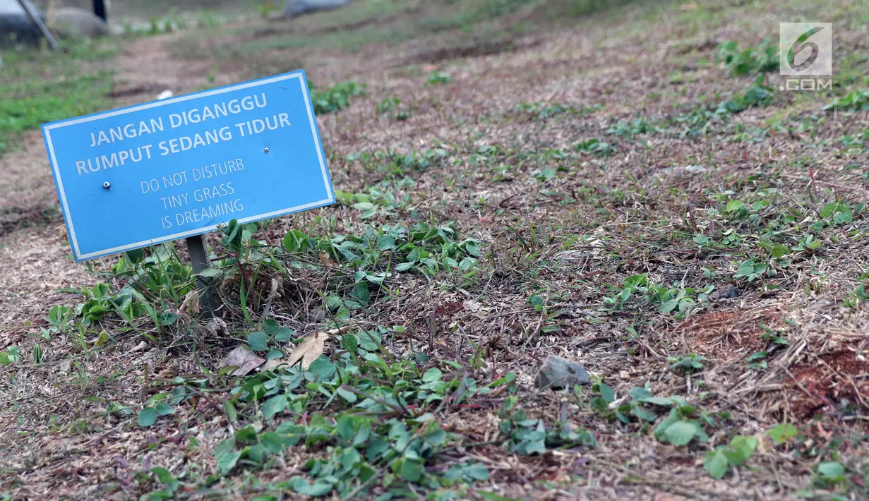 Kondisi tanaman yang ada di sekitar Hutan Kota GBK, Jakarta, Selasa (2/7/2019). Kurangnya perawatan berakibat rusaknya beberapa tanaman yang ada di area Hutan Kota GBK. (Liputan6.com/Helmi Fithriansyah)