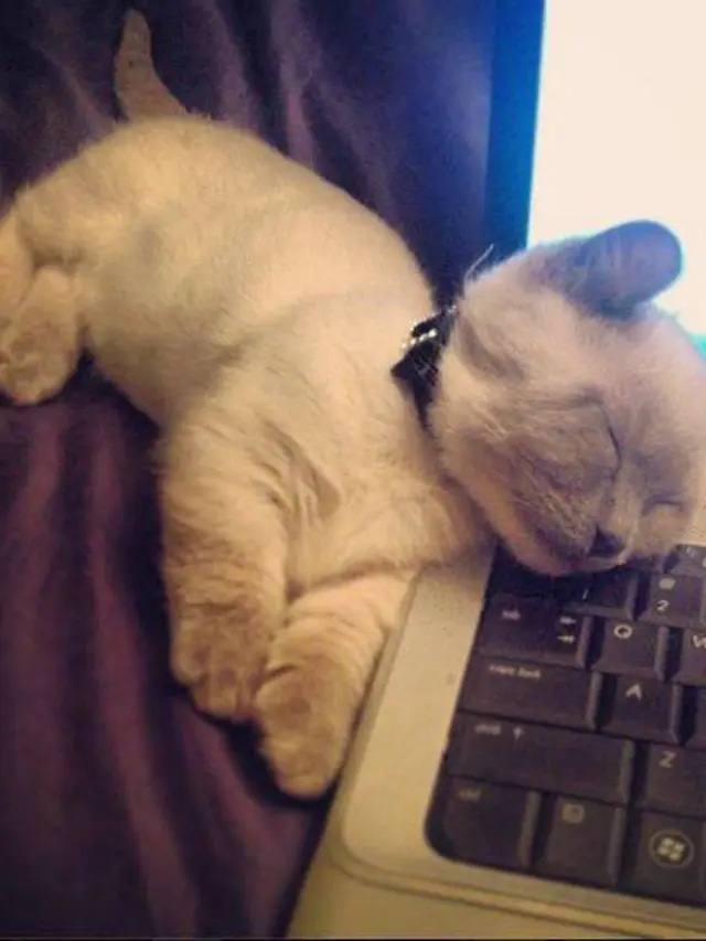8 Gaya Tidur Kucing Ini Bikin Gemas Maksimal