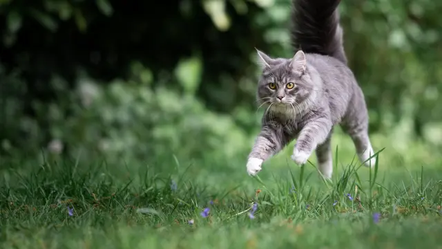 Mengenal Makanan Kucing yang Halal, Terbuat dari Apa Saja?